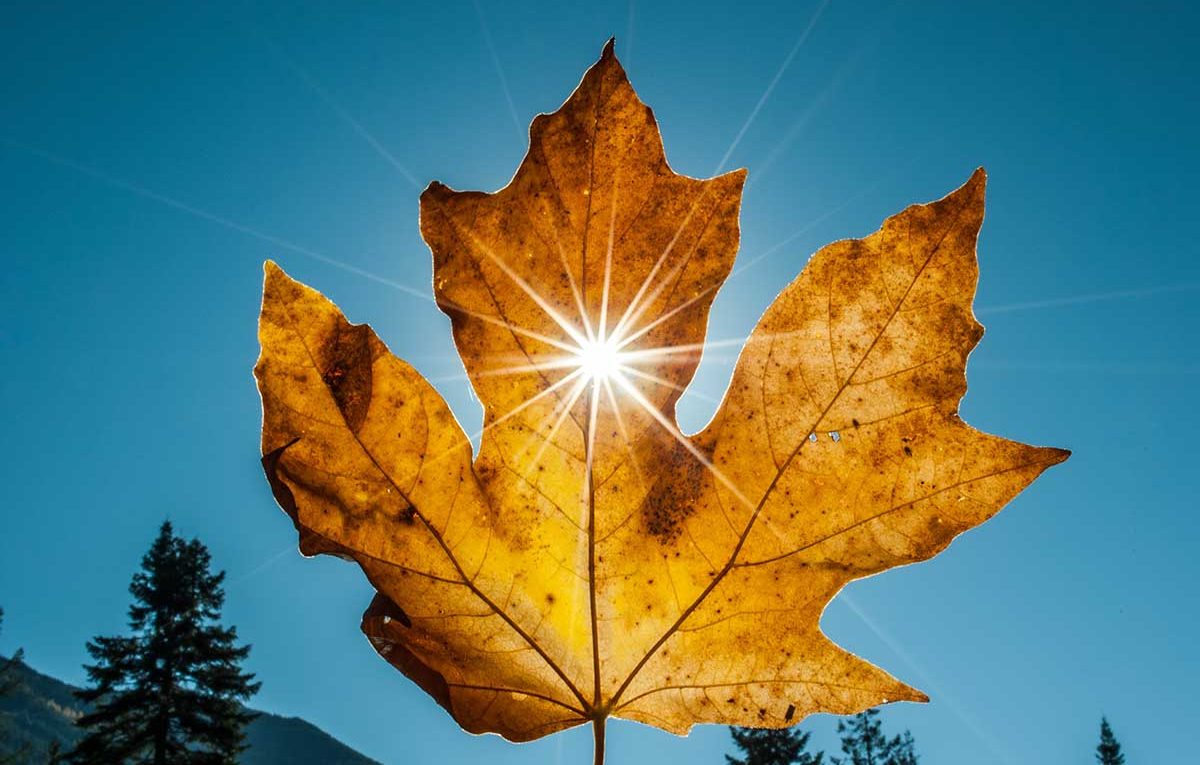 close-up photography of sunlight through maple leaf