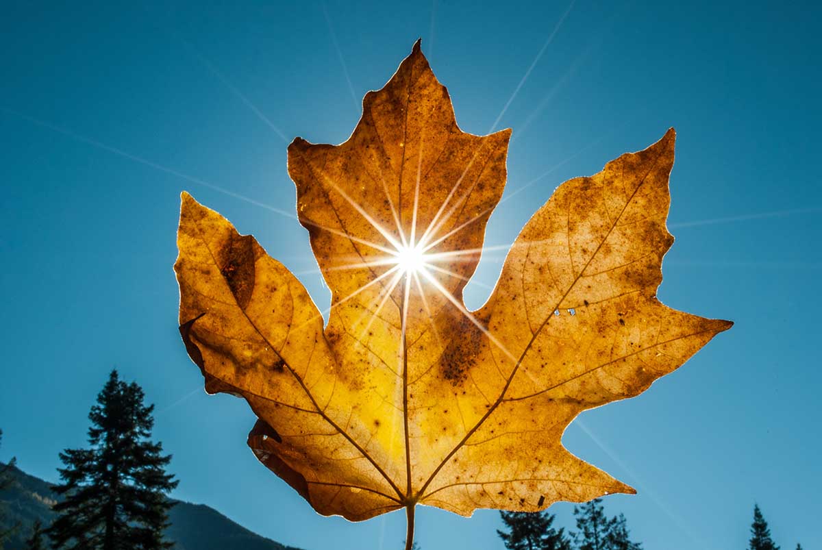 close-up photography of sunlight through maple leaf
